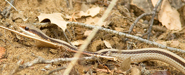 Eastern Patch-nosed Snakes Salvadora grahamiae grahamiae Mountain Patch-nosed Snake