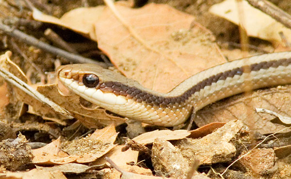 Eastern Patch-nosed Snakes Salvadora grahamiae grahamiae Mountain Patch-nosed Snake