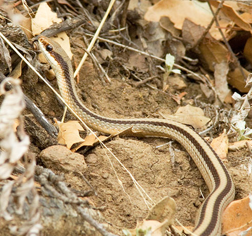 Eastern Patch-nosed Snakes Salvadora grahamiae grahamiae Mountain Patch-nosed Snake