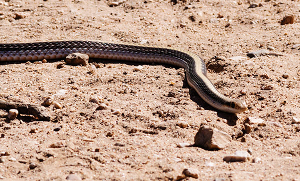 Eastern Patch-nosed Snakes Salvadora grahamiae grahamiae Mountain Patch-nosed Snake