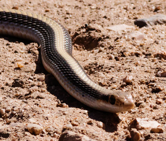 Eastern Patch-nosed Snakes Salvadora grahamiae grahamiae Mountain Patch-nosed Snake