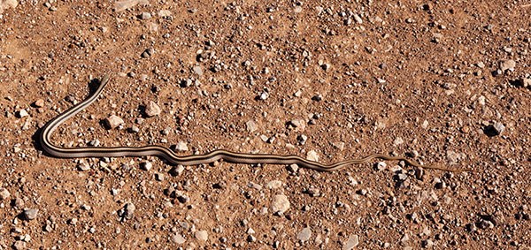 Eastern Patch-nosed Snakes Salvadora grahamiae grahamiae Mountain Patch-nosed Snake