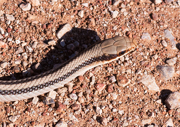 Eastern Patch-nosed Snakes Salvadora grahamiae grahamiae Mountain Patch-nosed Snake