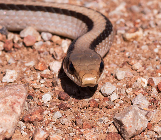 Eastern Patch-nosed Snakes Salvadora grahamiae grahamiae Mountain Patch-nosed Snake