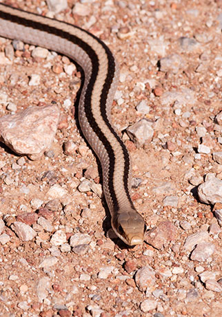 Eastern Patch-nosed Snakes Salvadora grahamiae grahamiae Mountain Patch-nosed Snake