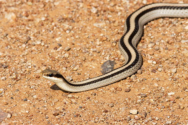 Eastern Patch-nosed Snakes Salvadora grahamiae grahamiae Mountain Patch-nosed Snake