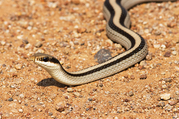 Eastern Patch-nosed Snakes Salvadora grahamiae grahamiae Mountain Patch-nosed Snake