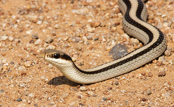 Eastern Patch-nosed Snakes Salvadora grahamiae grahamiae Mountain Patch-nosed Snake