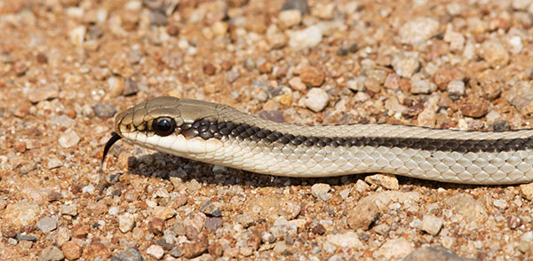 Eastern Patch-nosed Snakes Salvadora grahamiae grahamiae Mountain Patch-nosed Snake