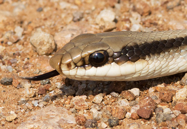 Eastern Patch-nosed Snakes Salvadora grahamiae grahamiae Mountain Patch-nosed Snake