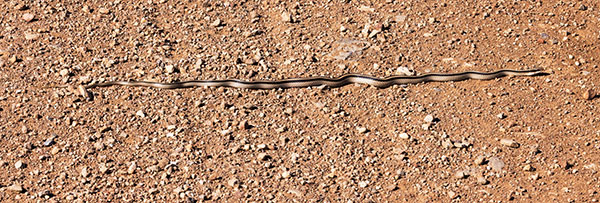 Eastern Patch-nosed Snakes Salvadora grahamiae grahamiae Mountain Patch-nosed Snake