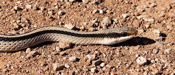 Eastern Patch-nosed Snakes Salvadora grahamiae grahamiae Mountain Patch-nosed Snake
