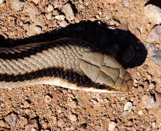 Eastern Patch-nosed Snakes Salvadora grahamiae grahamiae Mountain Patch-nosed Snake