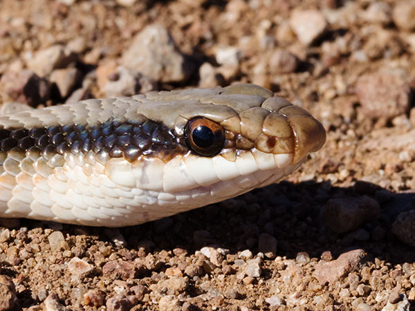 Eastern Patch-nosed Snakes Salvadora grahamiae grahamiae Mountain Patch-nosed Snake