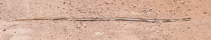 Eastern Patch-nosed Snakes Salvadora grahamiae grahamiae Mountain Patch-nosed Snake