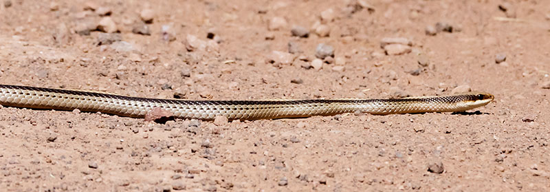 Eastern Patch-nosed Snakes Salvadora grahamiae grahamiae Mountain Patch-nosed Snake