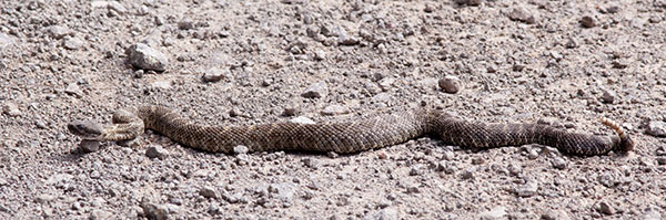 Arizona Black Rattlesnake Crotalus cerberus