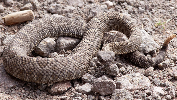 Arizona Black Rattlesnake Crotalus cerberus