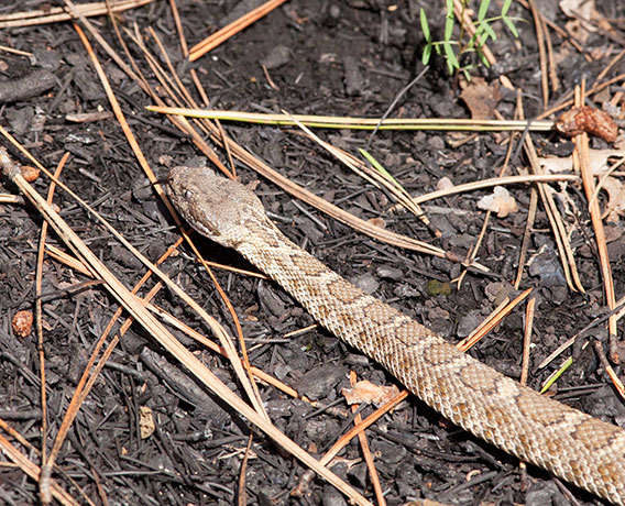 Arizona Black Rattlesnake Crotalus cerberus