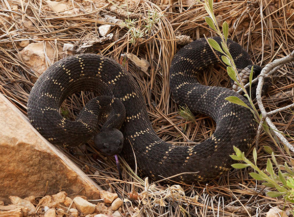 Arizona Black Rattlesnake Crotalus cerberus