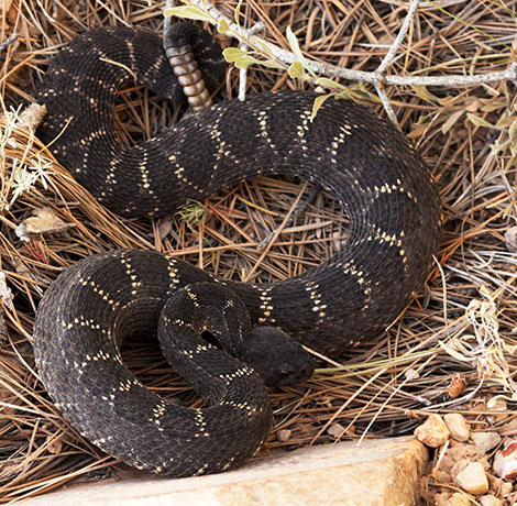Arizona Black Rattlesnake Crotalus cerberus