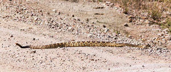 Black-tailed Rattlesnake Crotalus molossus