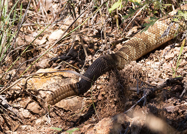 Black-tailed Rattlesnake Crotalus molossus