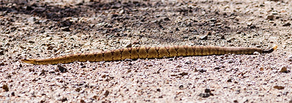 Black-tailed Rattlesnake Crotalus molossus