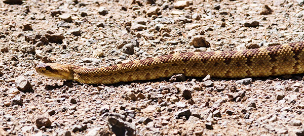 Black-tailed Rattlesnake Crotalus molossus