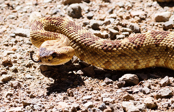 Black-tailed Rattlesnake Crotalus molossus