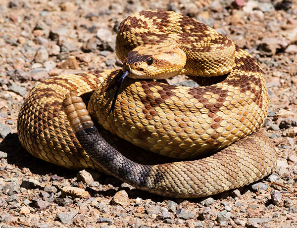 Black-tailed Rattlesnake Crotalus molossus