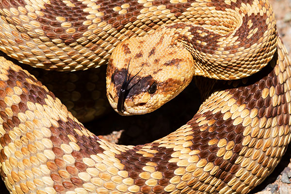 Black-tailed Rattlesnake Crotalus molossus