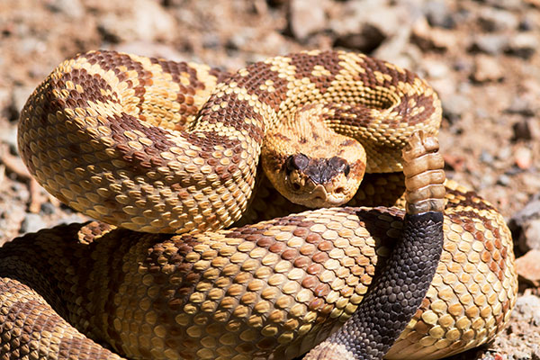Black-tailed Rattlesnake Crotalus molossus