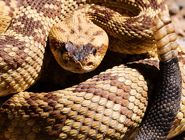 Black-tailed Rattlesnake Crotalus molossus