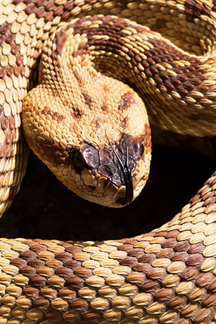 Black-tailed Rattlesnake Crotalus molossus