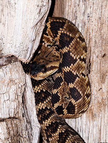 Black-tailed Rattlesnake Crotalus molossus