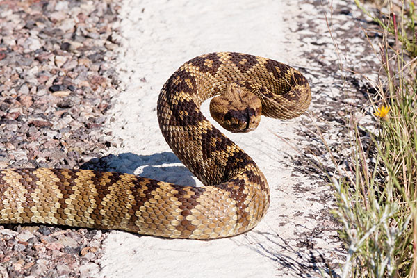Black-tailed Rattlesnake Crotalus molossus