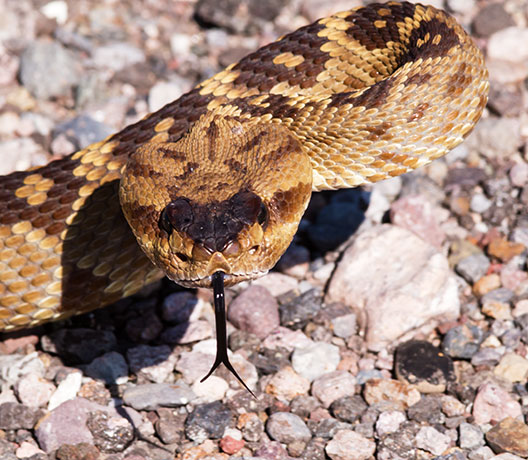 Black-tailed Rattlesnake Crotalus molossus