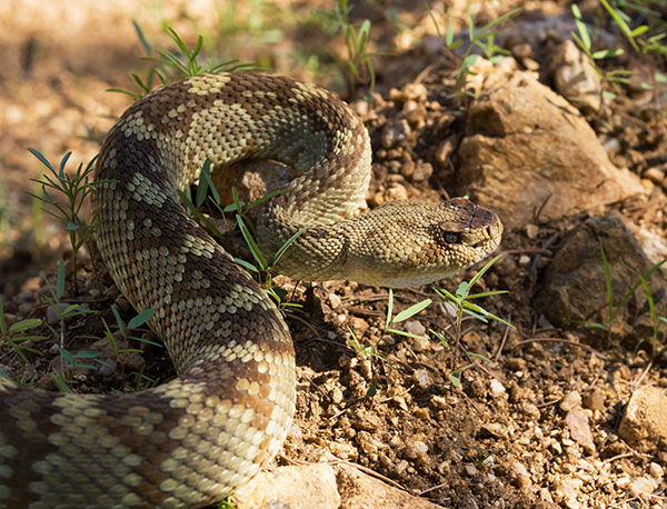 Black-tailed Rattlesnake Crotalus molossus