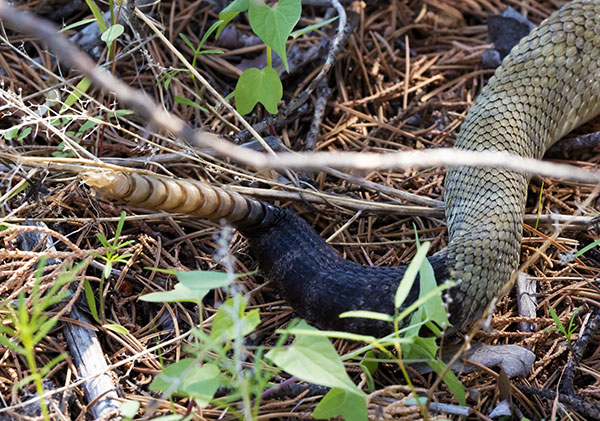 Black-tailed Rattlesnake Crotalus molossus