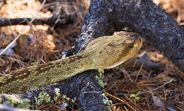 Black-tailed Rattlesnake Crotalus molossus