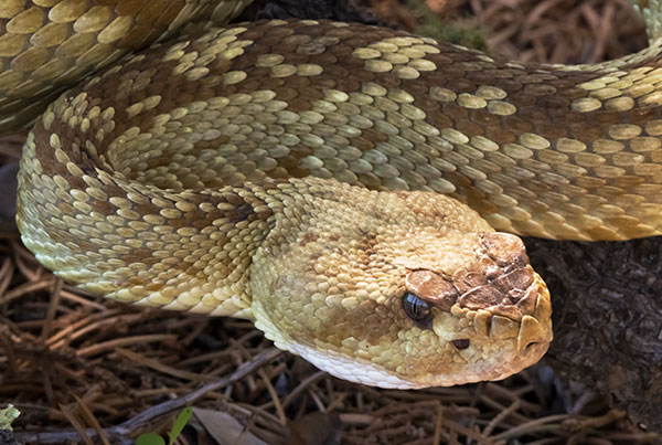 Black-tailed Rattlesnake Crotalus molossus