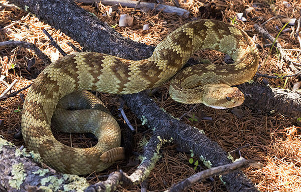 Black-tailed Rattlesnake Crotalus molossus