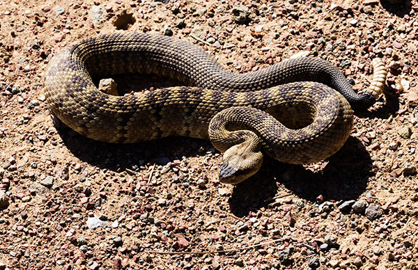 Black-tailed Rattlesnake Crotalus molossus