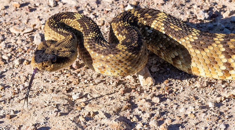 Black-tailed Rattlesnake Crotalus molossus