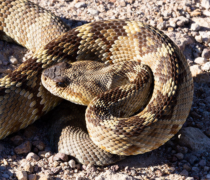 Black-tailed Rattlesnake Crotalus molossus