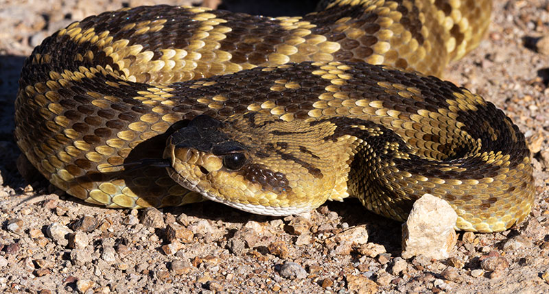 Black-tailed Rattlesnake Crotalus molossus