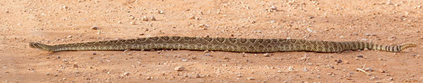 Mohave Rattlesnake Crotalus scutulatus Mojave Rattlesnake 