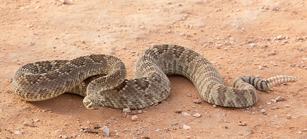 Mohave Rattlesnake Crotalus scutulatus Mojave Rattlesnake 