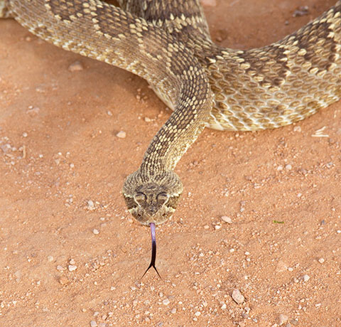 Mohave Rattlesnake Crotalus scutulatus Mojave Rattlesnake 